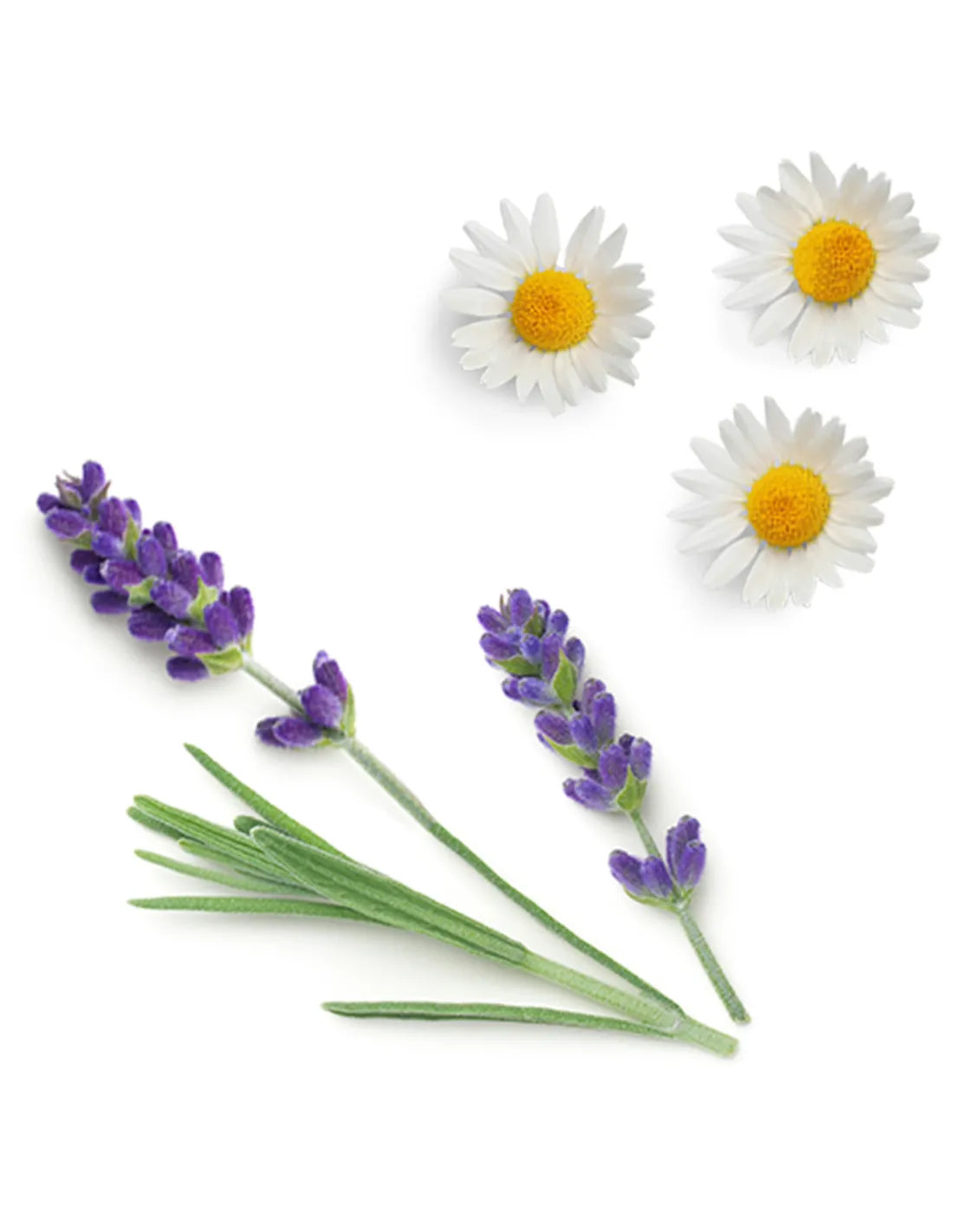 dōTERRA Calmer levendula, kananga, buddhafa és római kamilla összetevőkkel