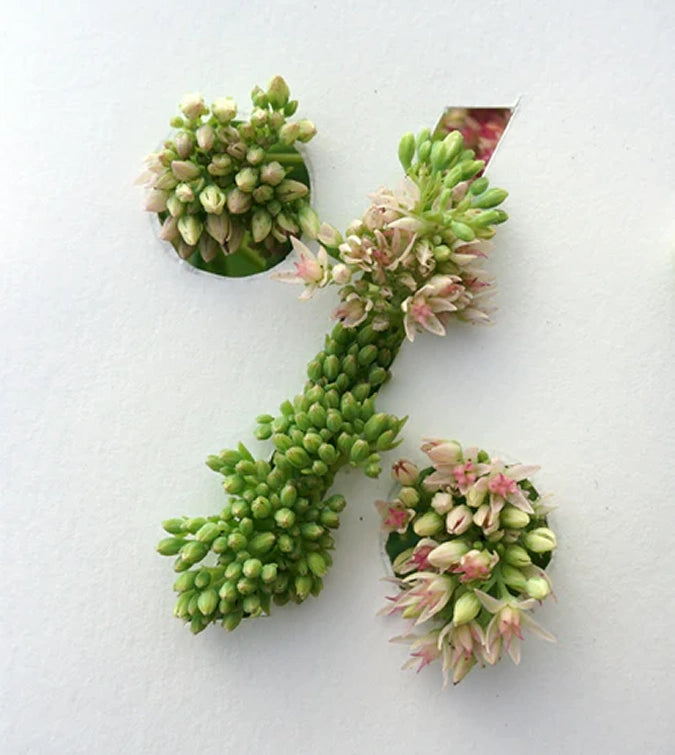 Százalék jel mutatja a kedvezményt